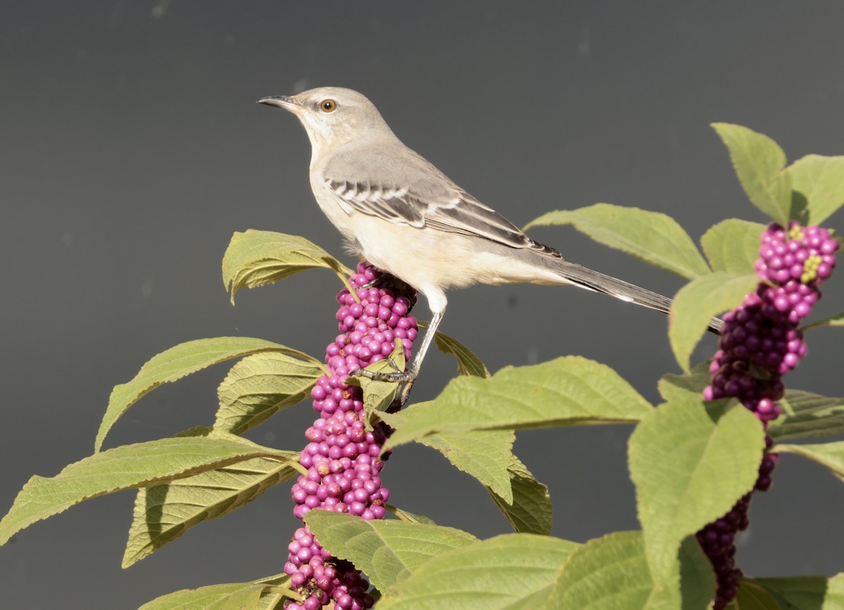 Northern Mockingbird - ML641730817
