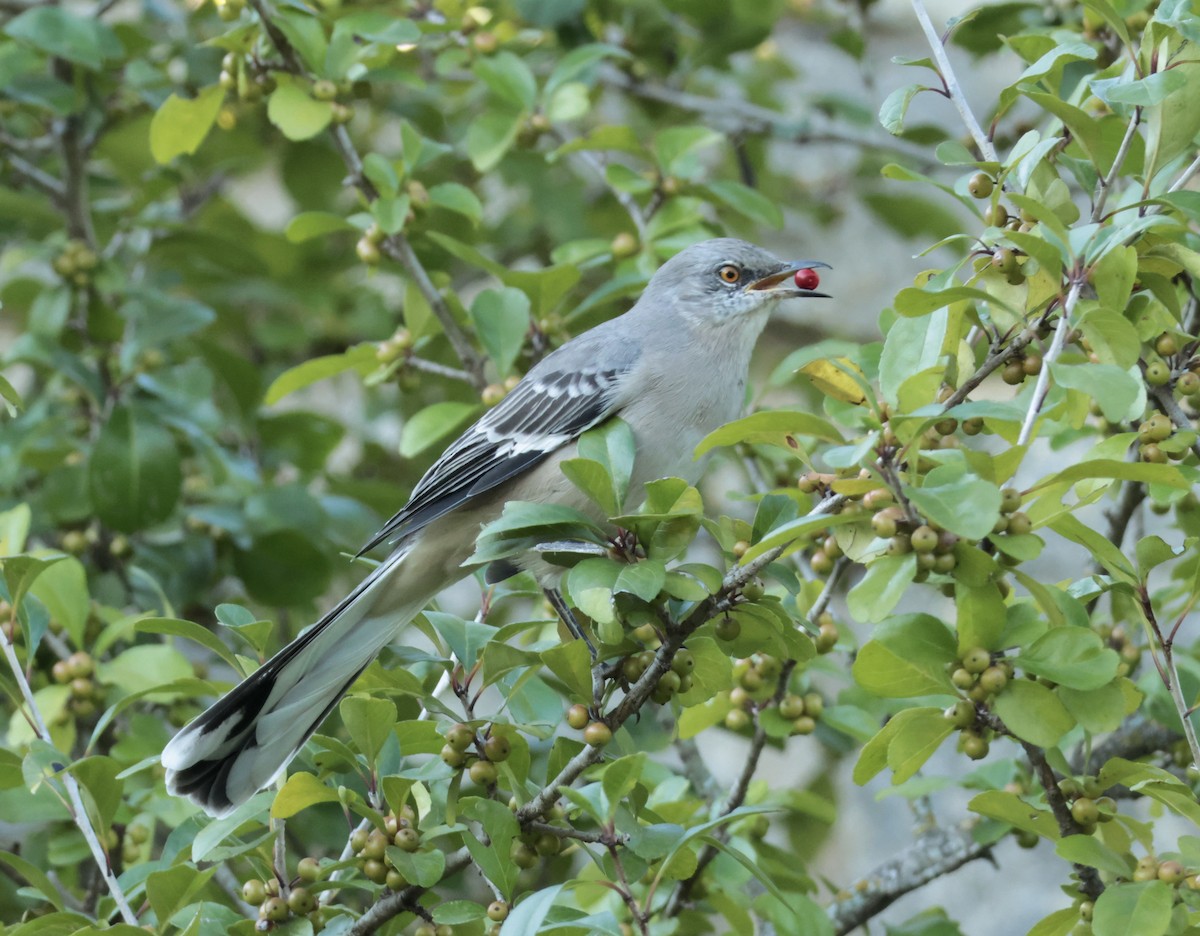 Northern Mockingbird - ML641730818
