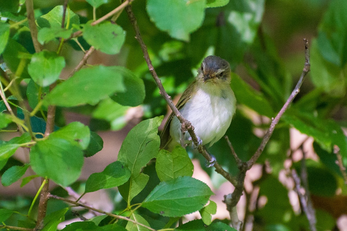 Kızıl Gözlü Vireo - ML641730820