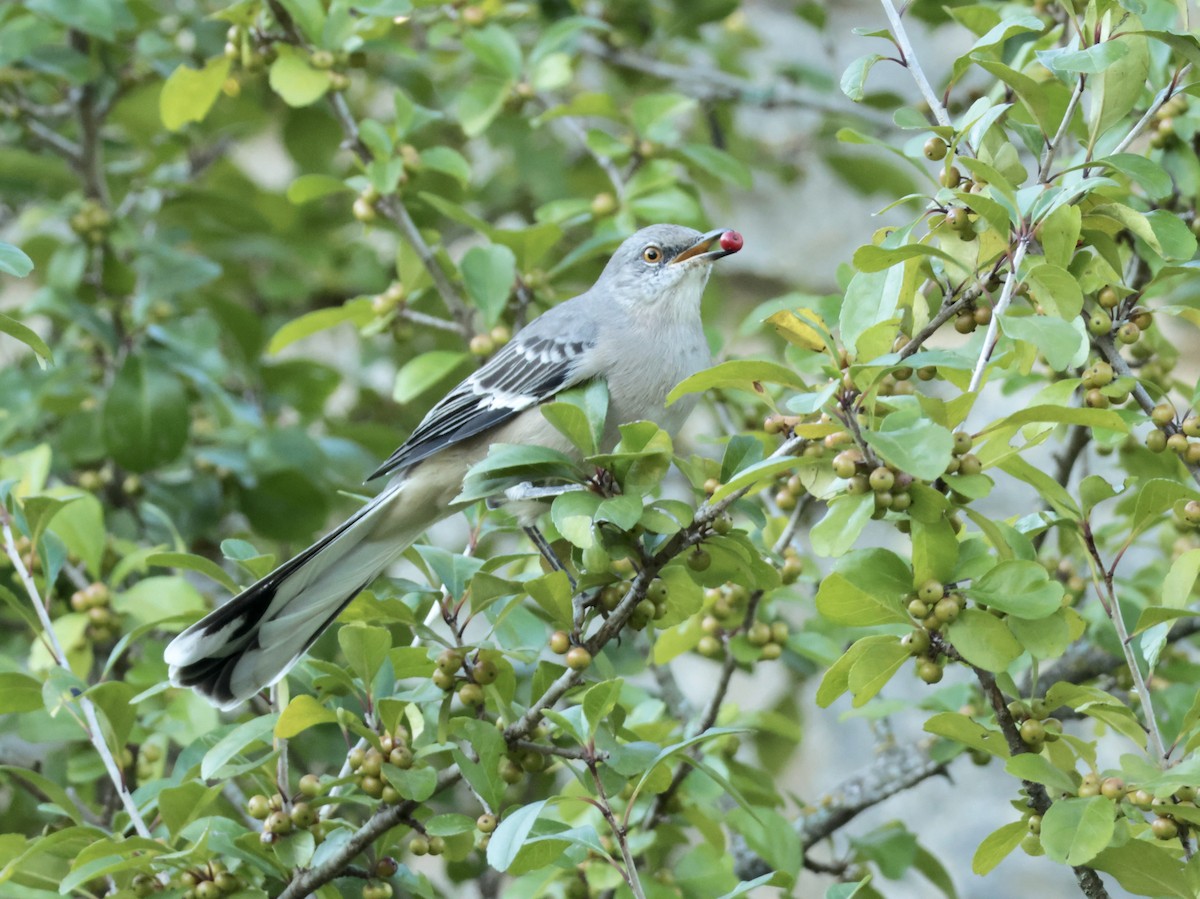 Northern Mockingbird - ML641730821
