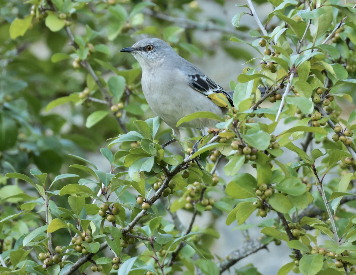 Northern Mockingbird - ML641730822