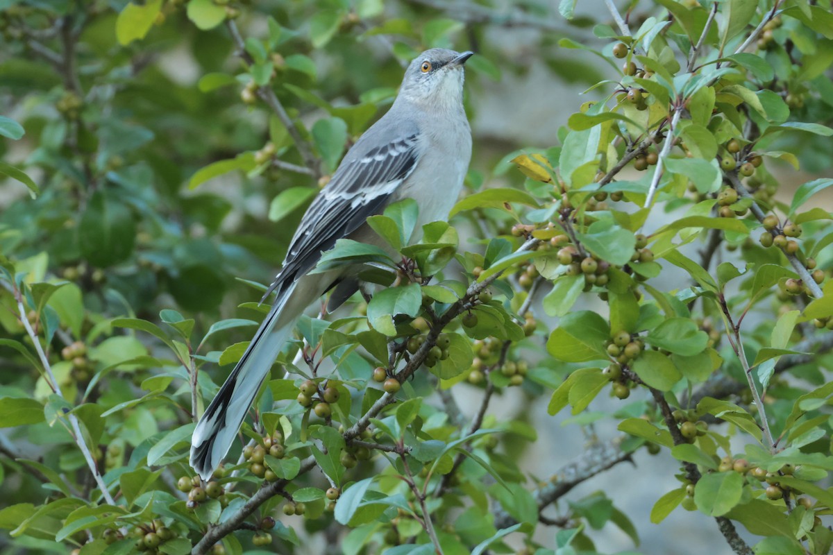 Northern Mockingbird - ML641730823