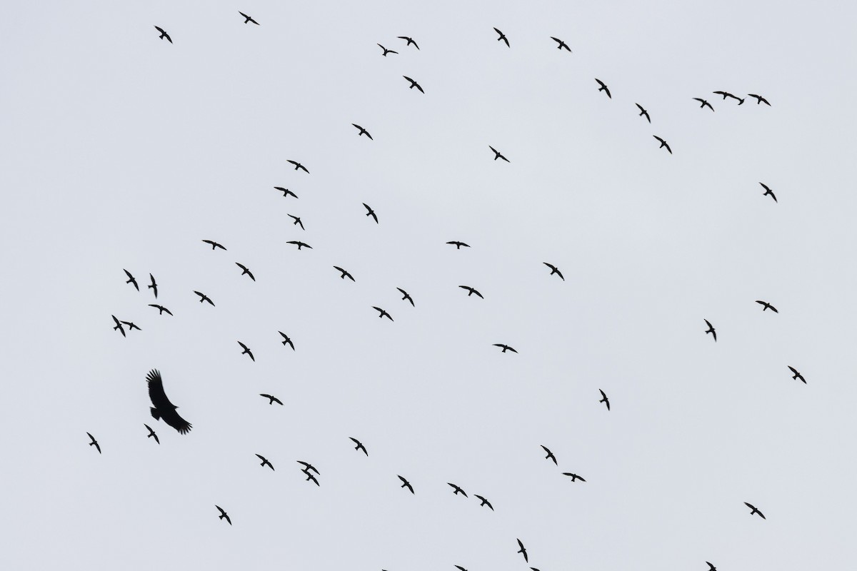 White-collared Swift - ML641730840