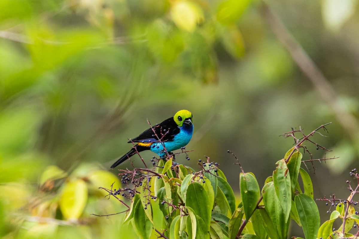Paradise Tanager - ML641730948