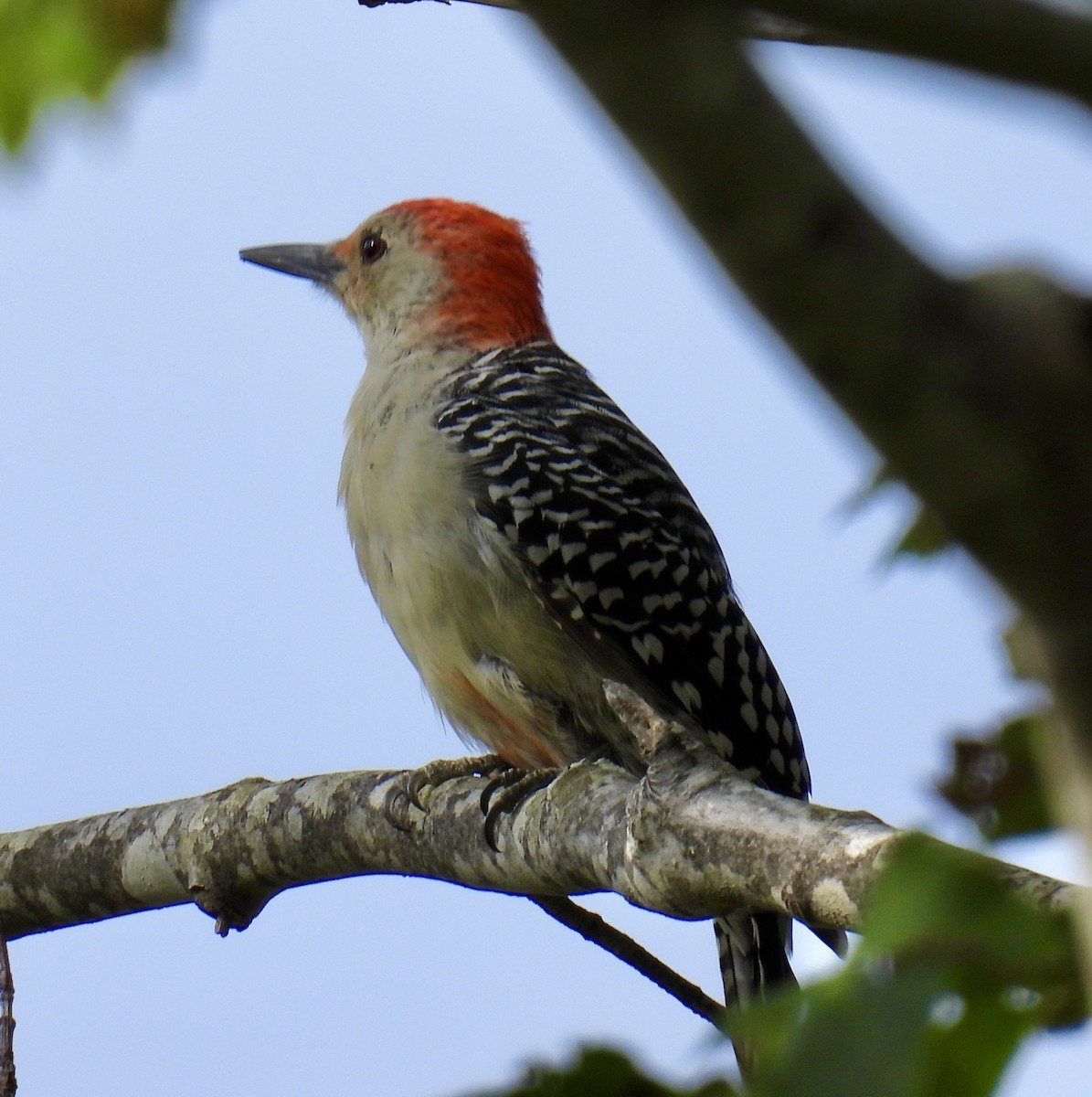 Red-bellied Woodpecker - ML641730972