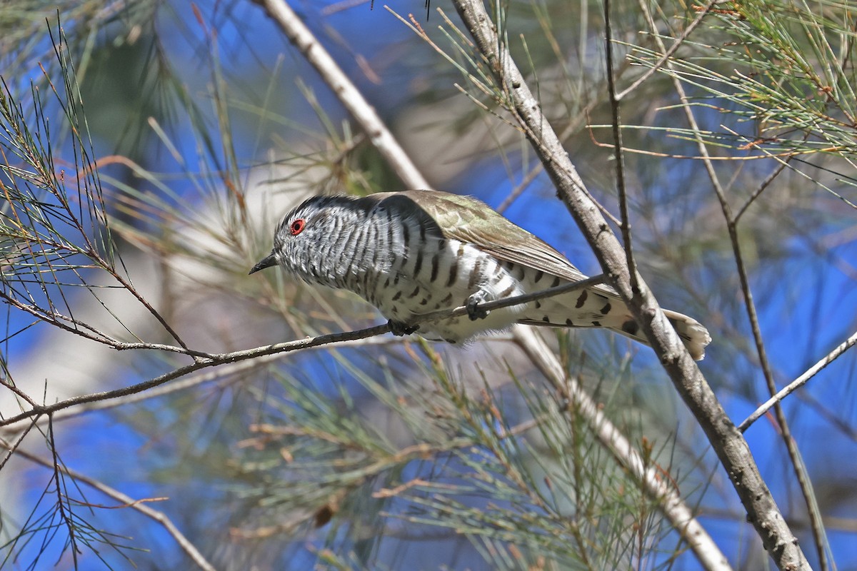 Little Bronze-Cuckoo - ML641730983