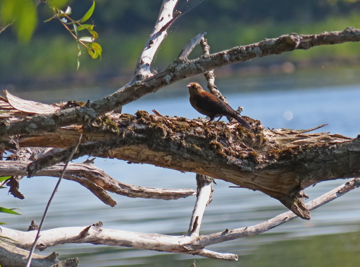 Rusty Blackbird - ML641731016