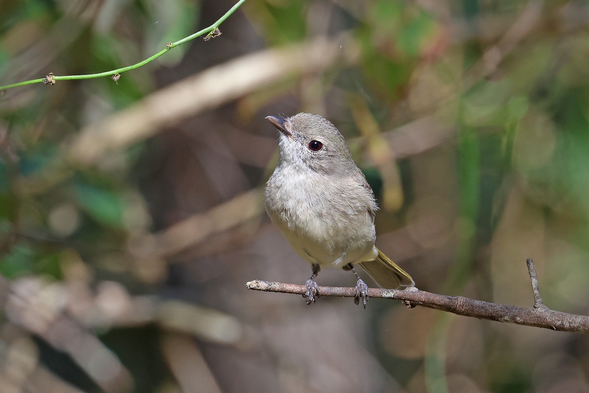Golden Whistler (Eastern) - ML641731024