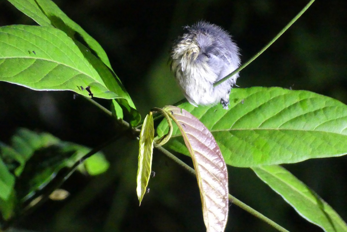 Amazonian Streaked-Antwren - ML641731056