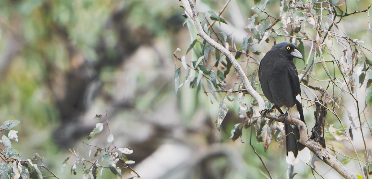 Pied Currawong - ML641731064
