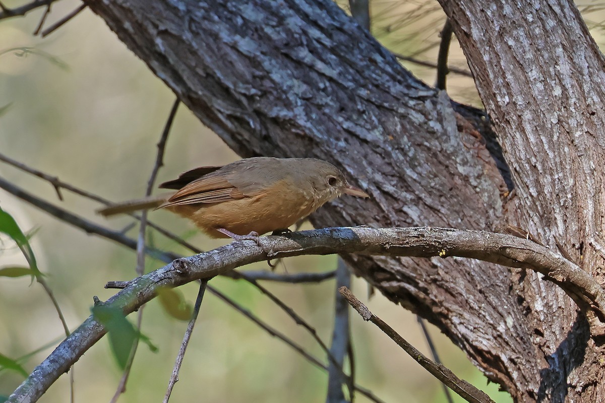 Rufous Shrikethrush - ML641731103