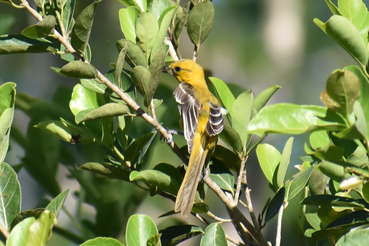 Orange Oriole - ML641731116