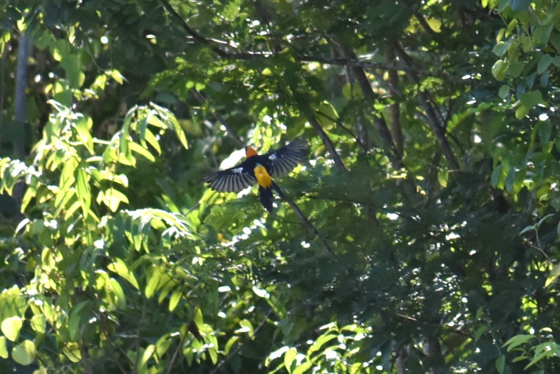Orange Oriole - ML641731131