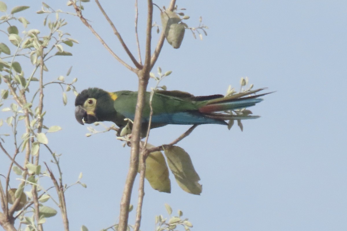 Yellow-collared Macaw - ML641731241