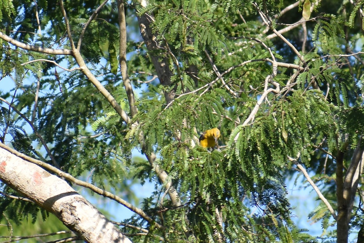 Altamira Oriole - ML641731257