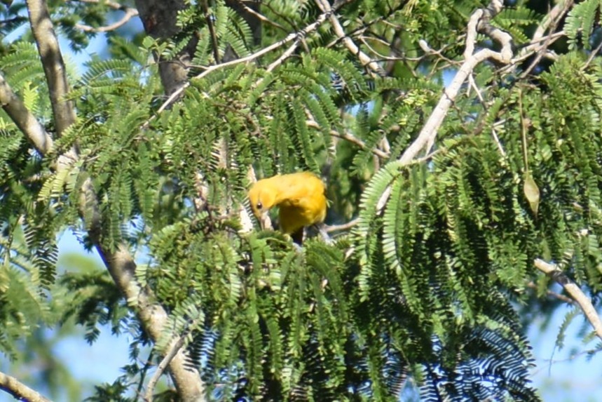 Altamira Oriole - ML641731267