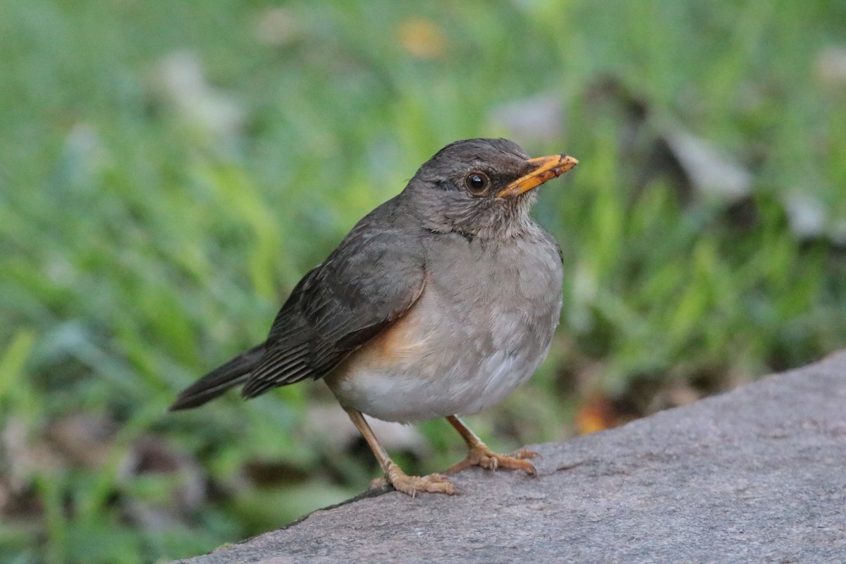 African Thrush - ML641731270