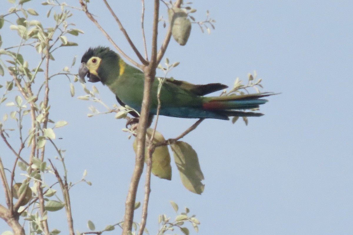 Yellow-collared Macaw - ML641731273