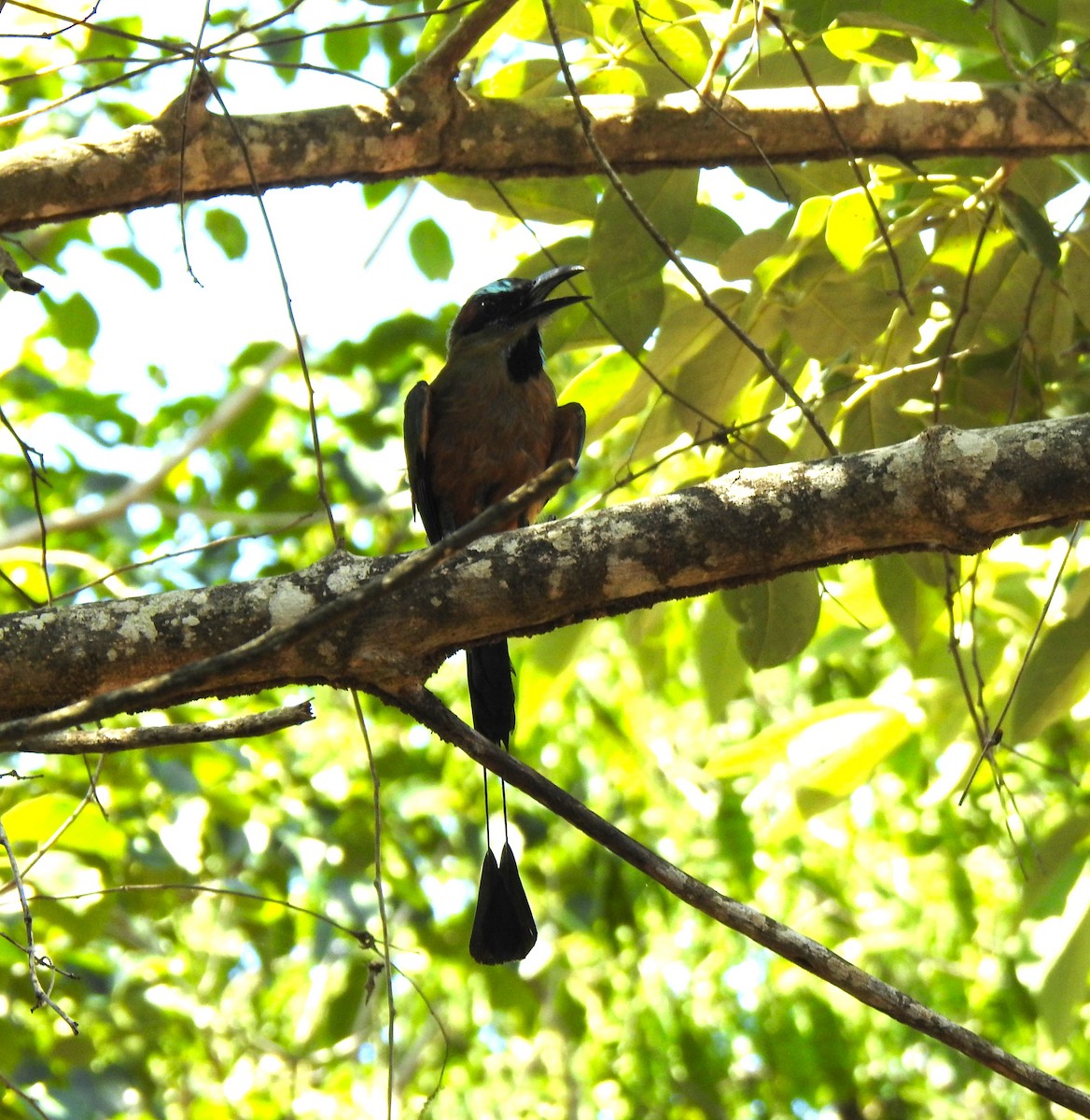 Turquoise-browed Motmot - ML641731295