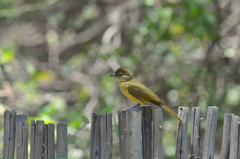 Yellow-bellied Greenbul - ML641731325