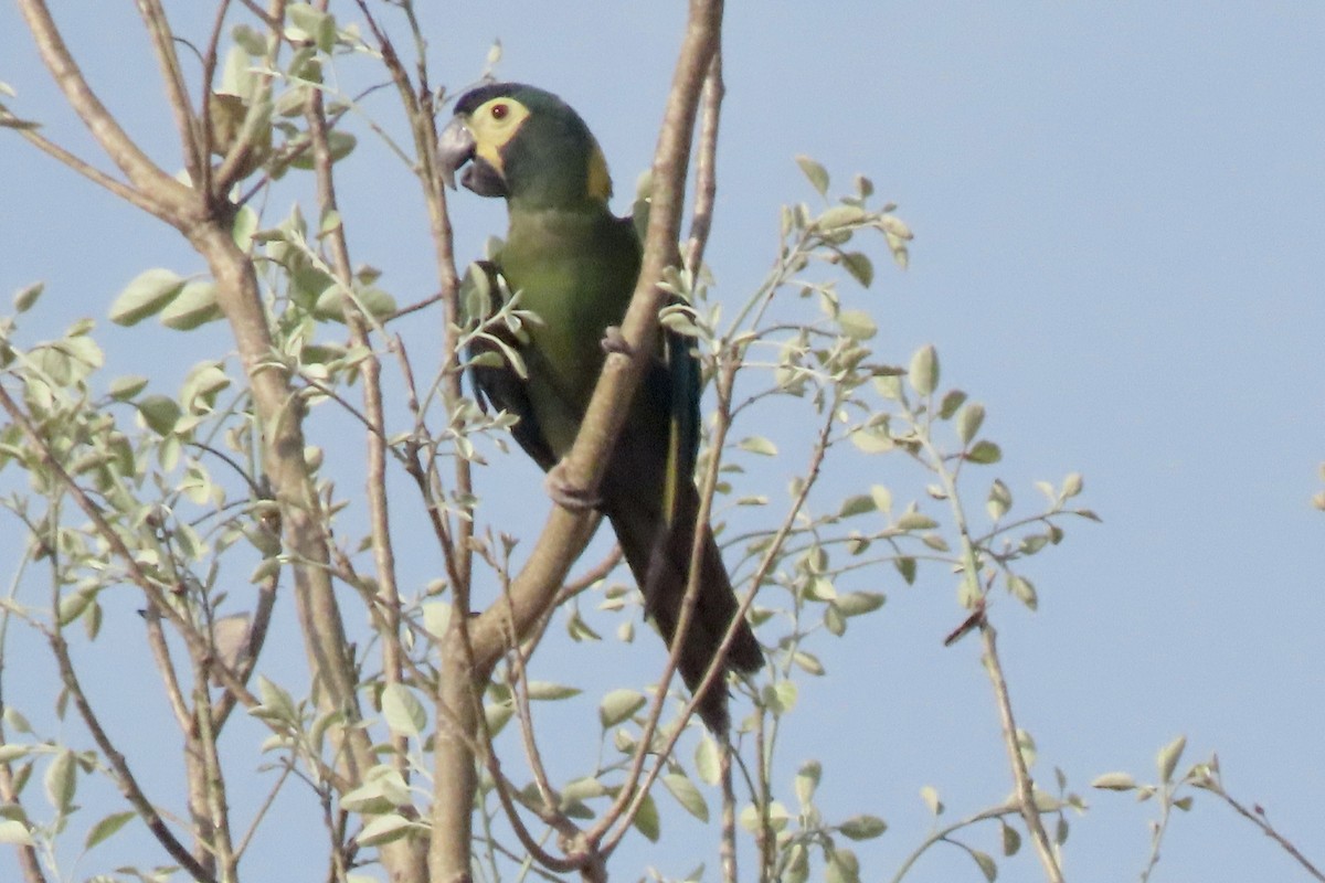 Yellow-collared Macaw - ML641731328