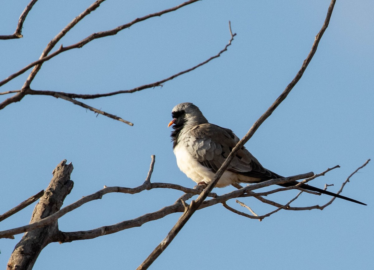 Namaqua Dove - ML641731336
