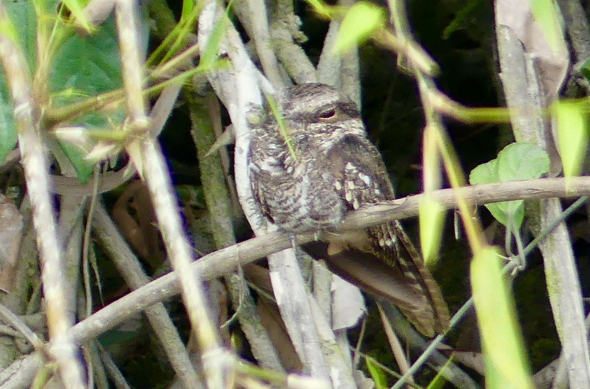 Ladder-tailed Nightjar - ML641731346