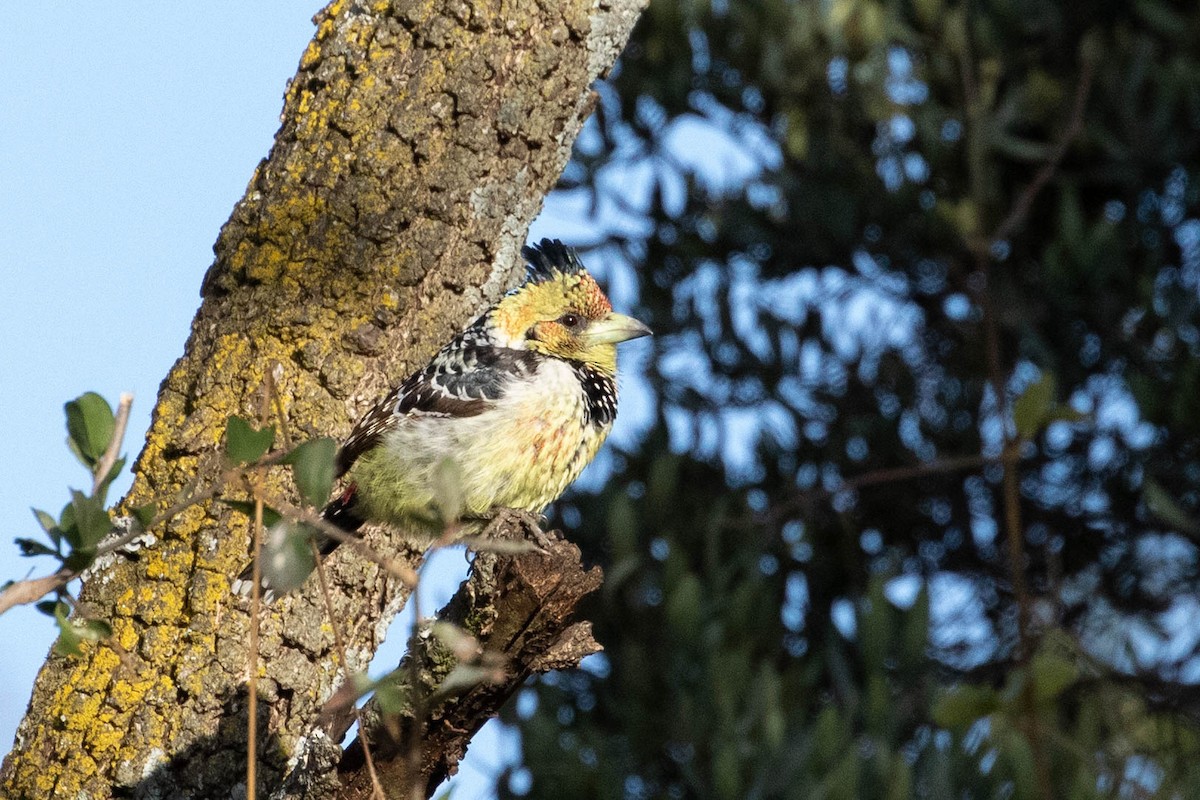 Crested Barbet - ML641731348