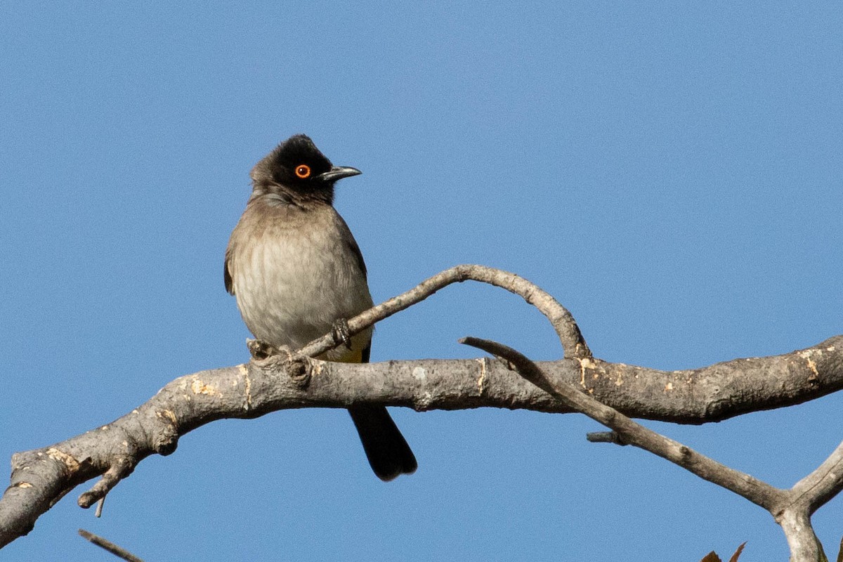 Black-fronted Bulbul - ML641731351