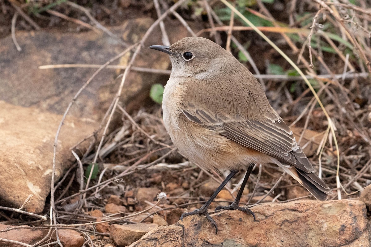Sickle-winged Chat - ML641731358