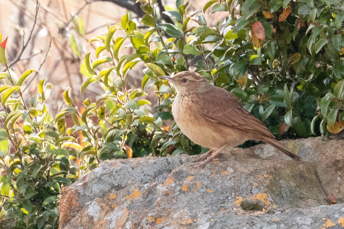 Eastern Long-billed Lark - ML641731367