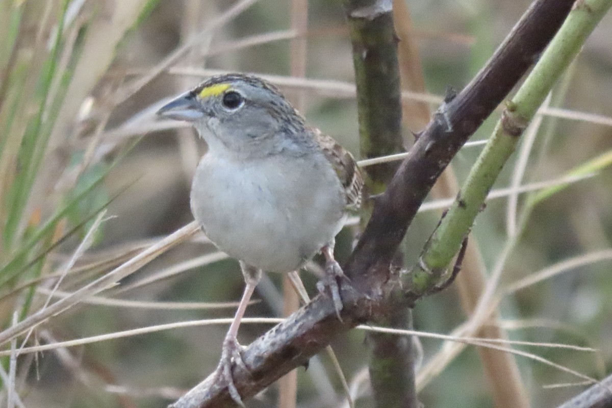 Grassland Sparrow - ML641731369
