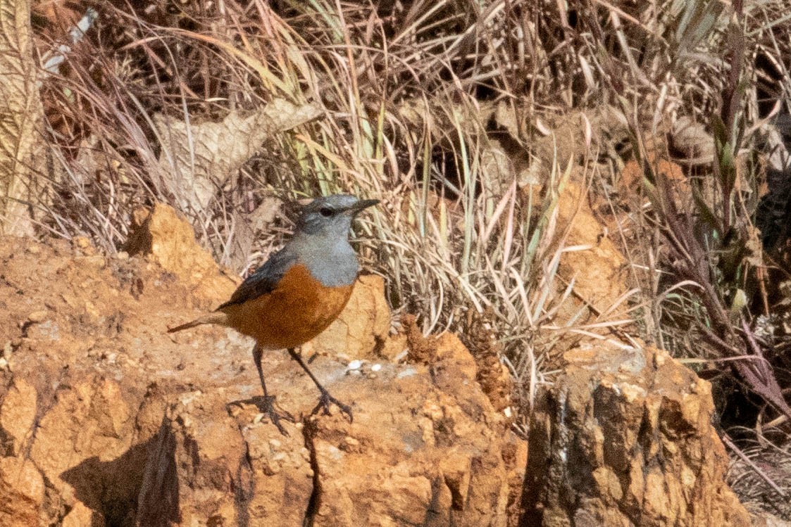 Sentinel Rock-Thrush - ML641731370