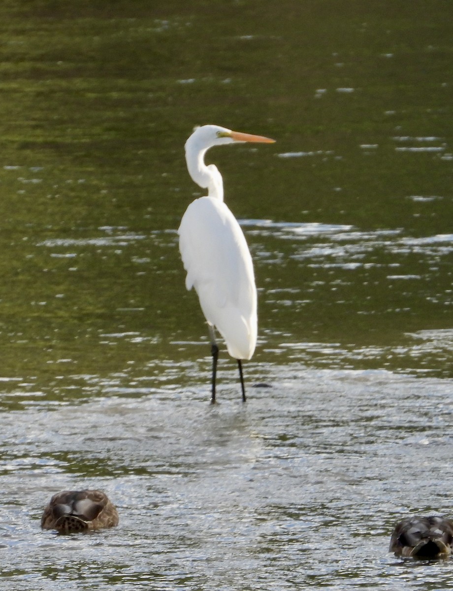 Цасч дэглий - ML641731371