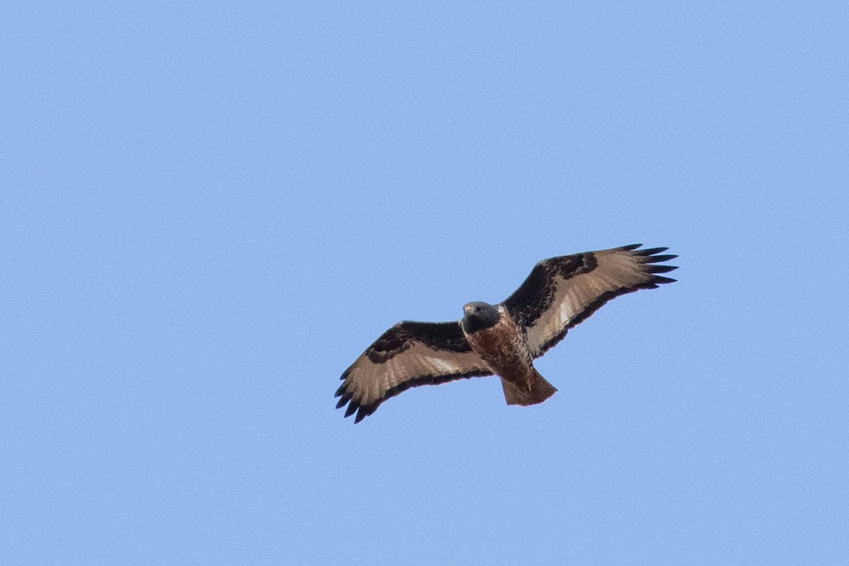 Jackal Buzzard - ML641731374