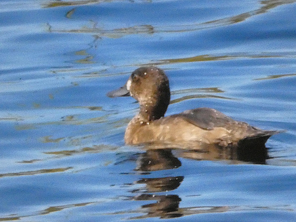 コスズガモ - ML641731382