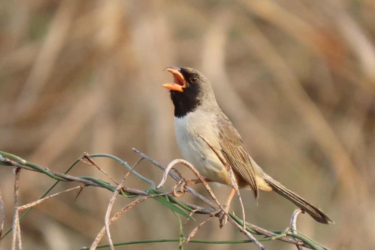 Black-throated Saltator - ML641731386