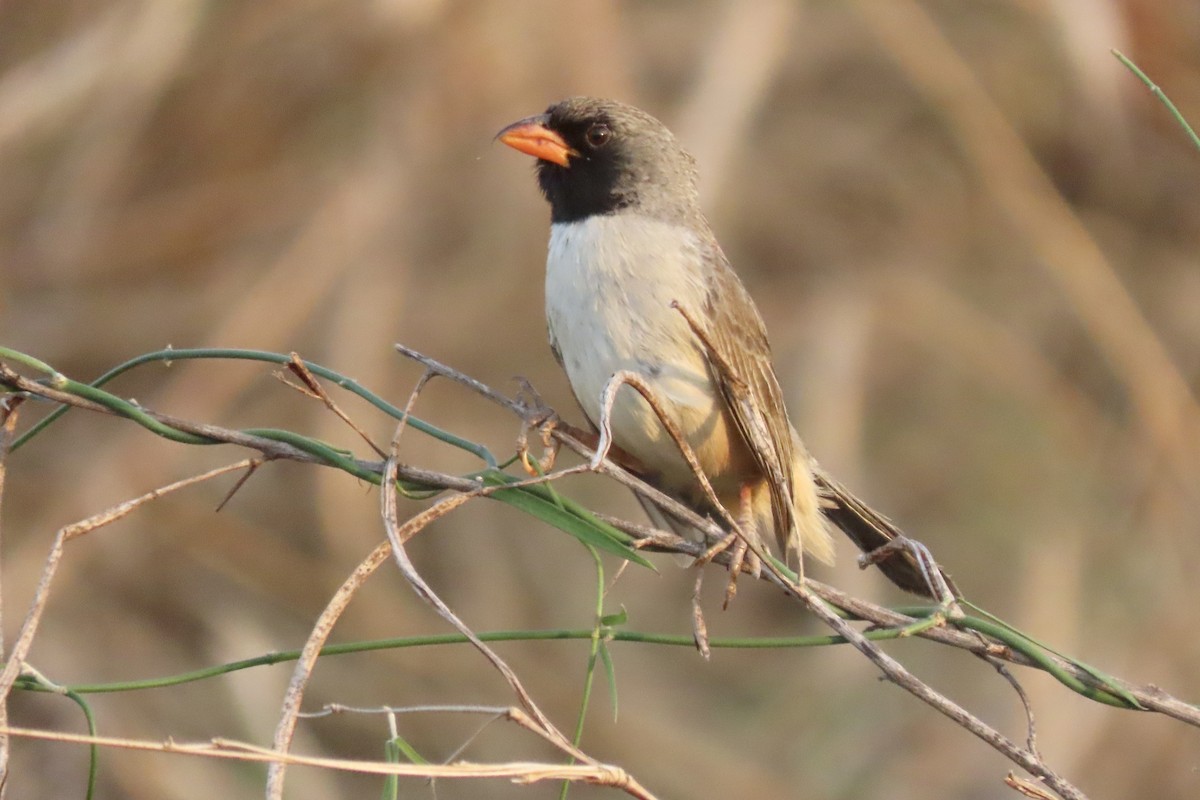 Black-throated Saltator - ML641731408