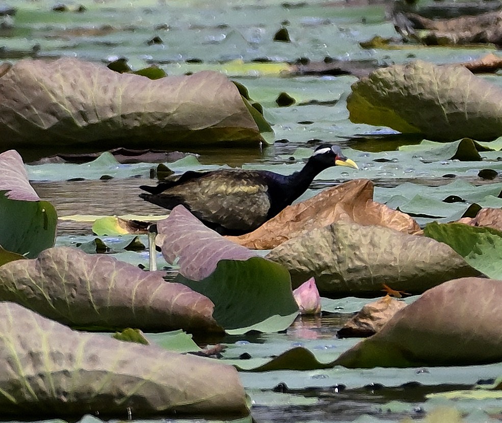 Bronze-winged Jacana - ML641731427