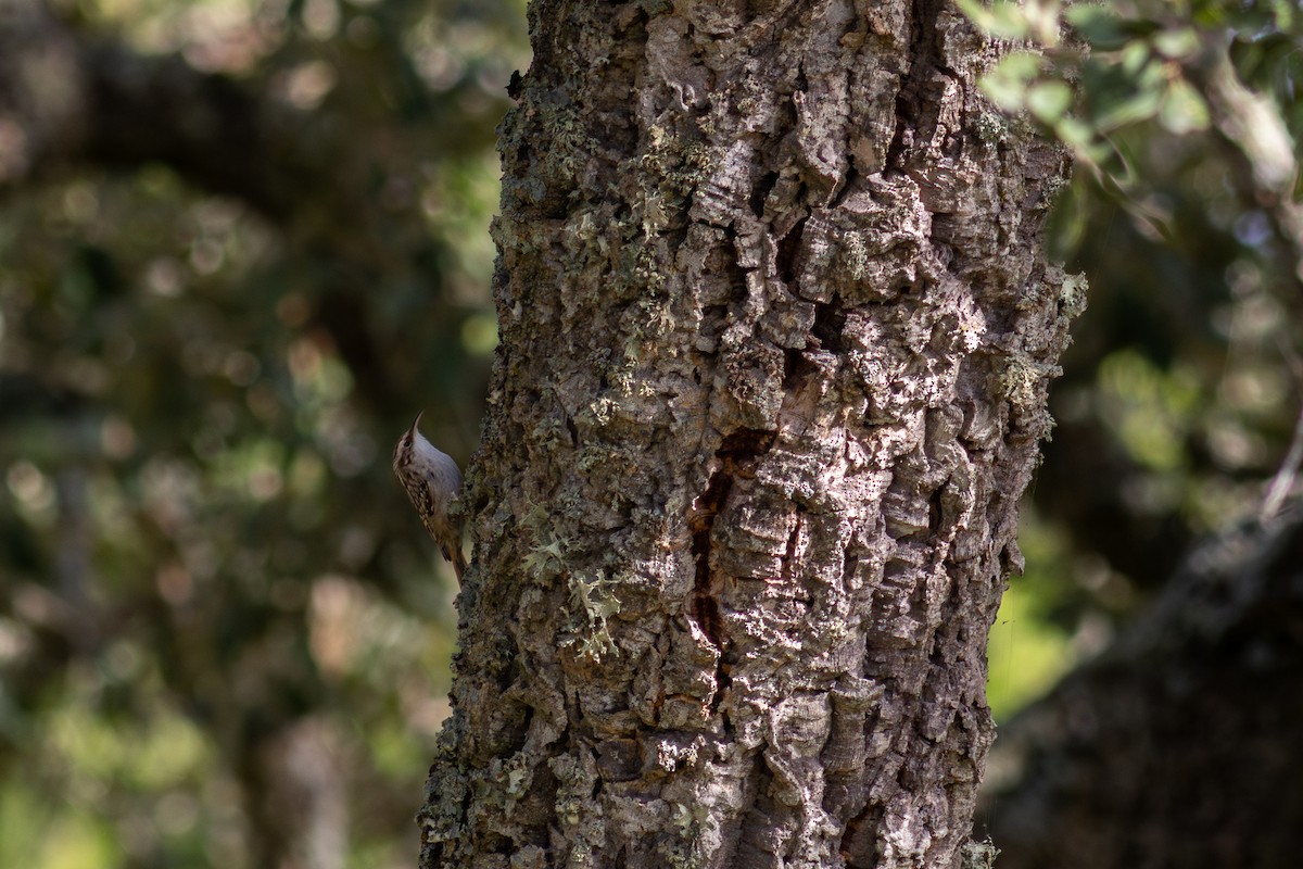 Gerri-txori arrunta - ML641731464