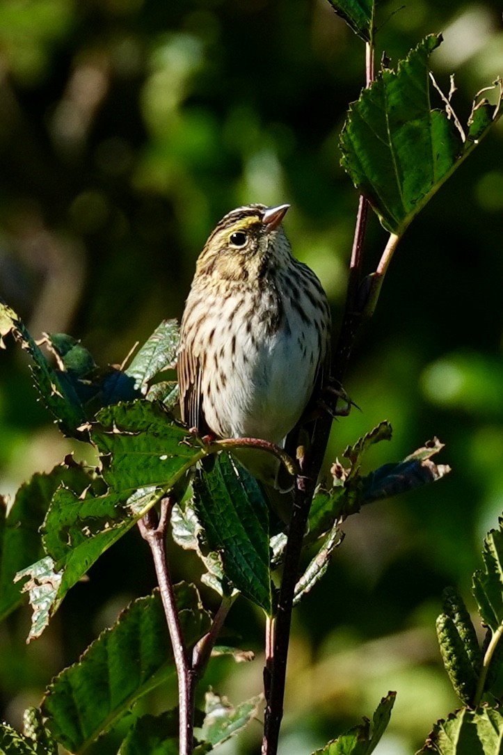 Savannah Sparrow - ML641731538