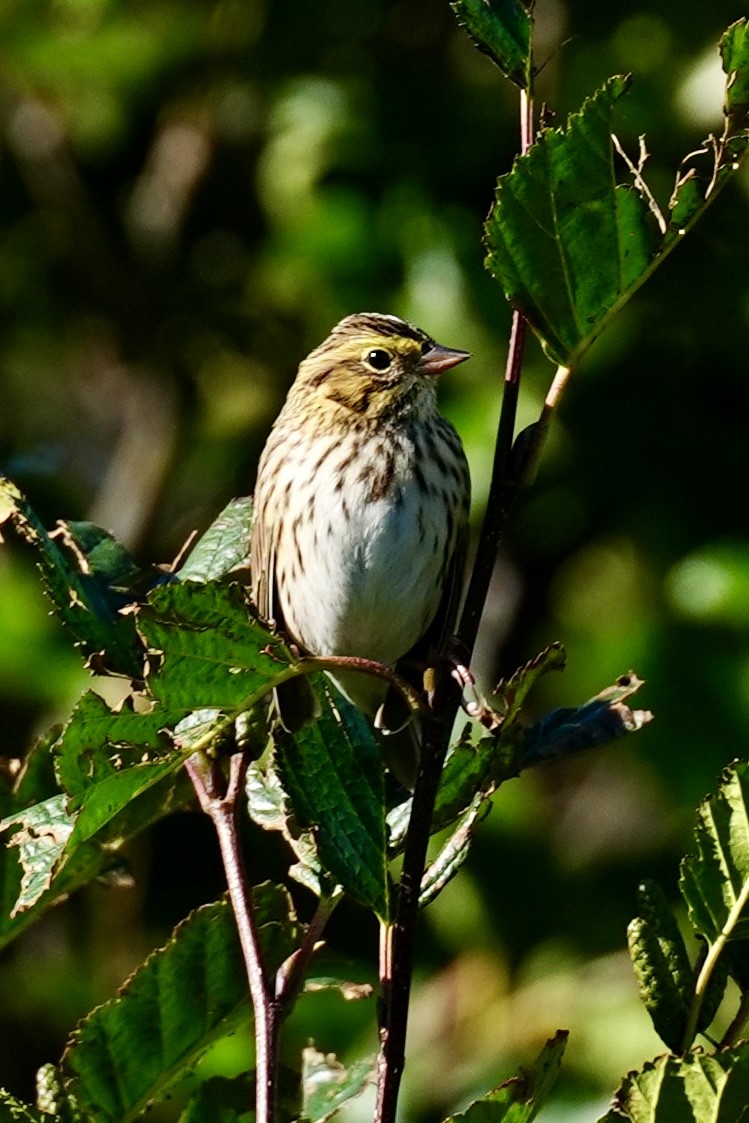 Savannah Sparrow - ML641731539
