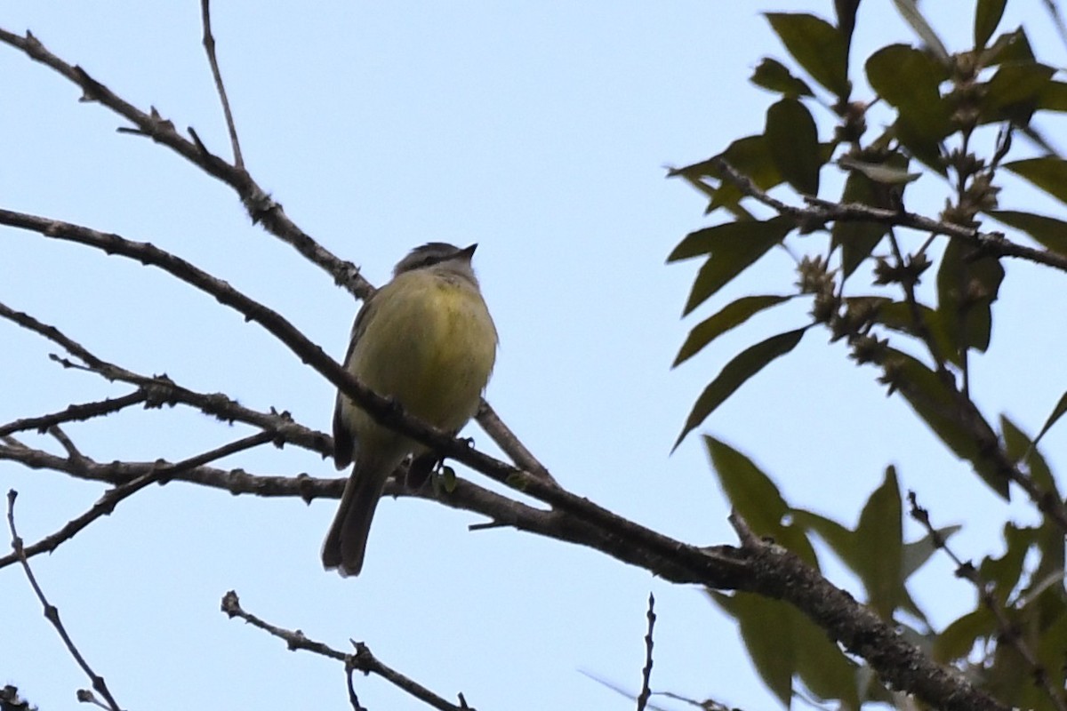 Rough-legged Tyrannulet - ML641731543