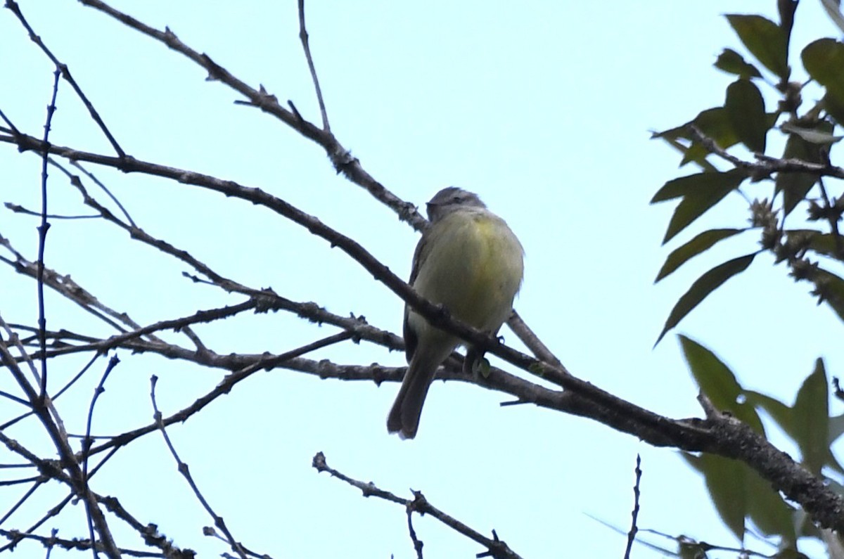 Rough-legged Tyrannulet - ML641731544