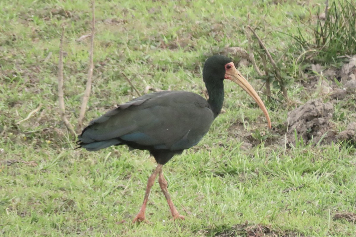Bare-faced Ibis - ML641731547