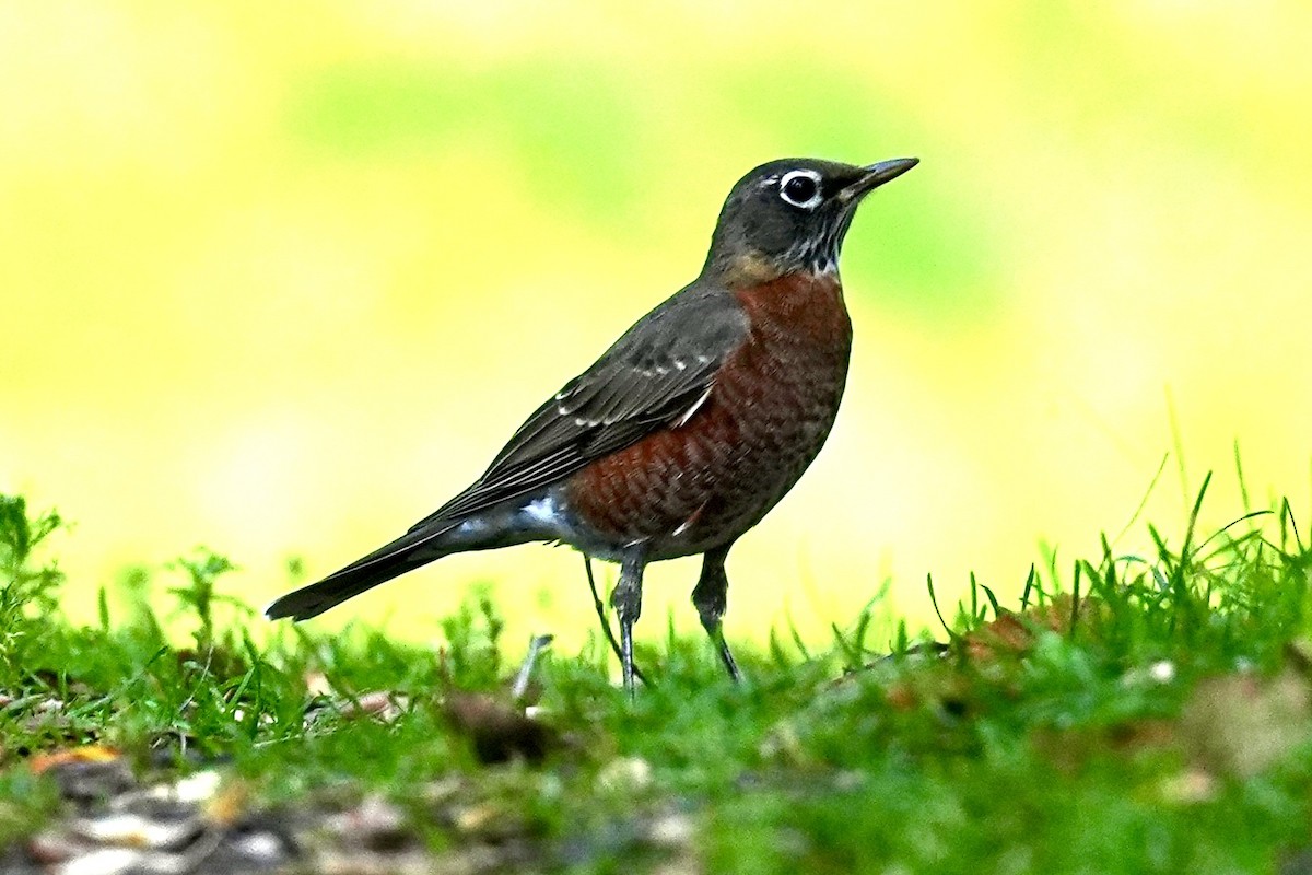 American Robin - ML641731563