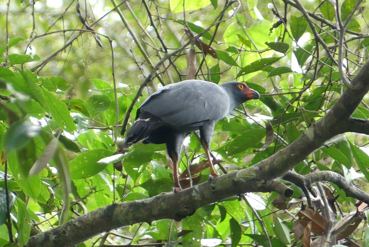 Slate-colored Hawk - ML641731574