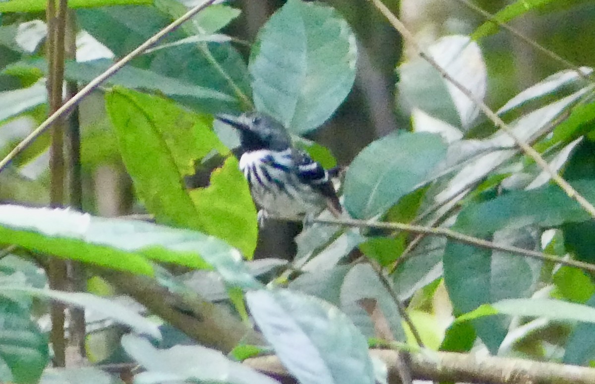 Dot-backed Antbird - ML641731583