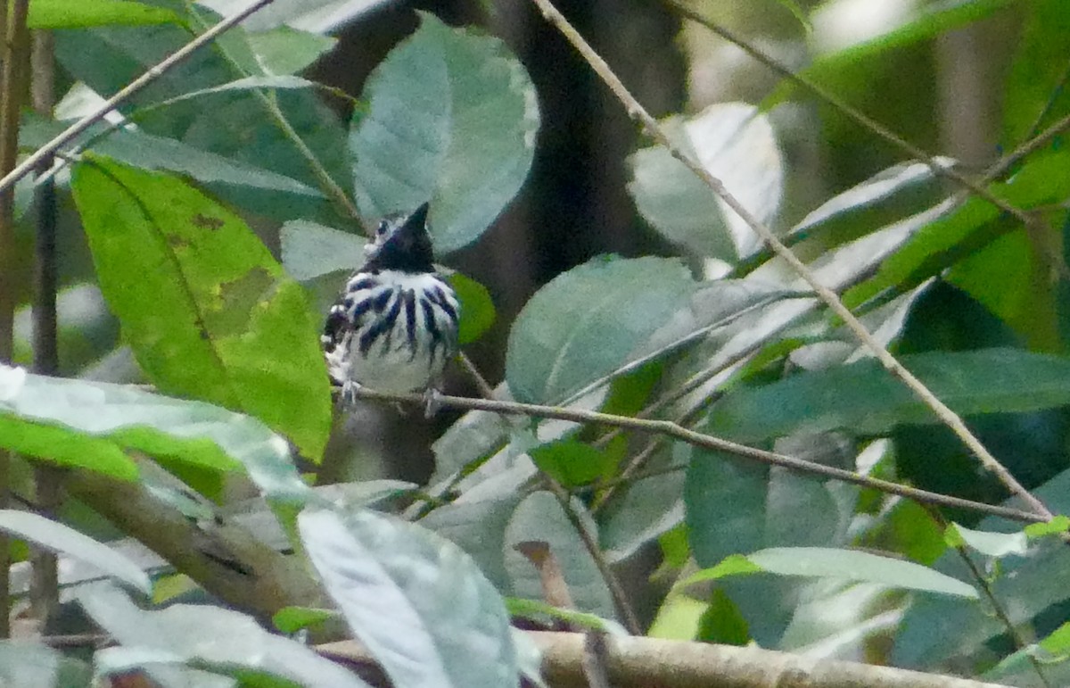 Dot-backed Antbird - ML641731585