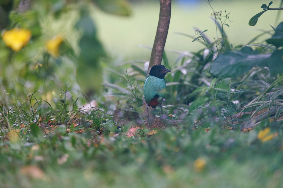 Western Hooded Pitta - ML641731589